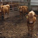 명품횡성한우가 이미지