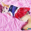 사막여우 이미지