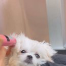 리틀 포레브 네이버블로그
