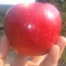 라온농장 이미지