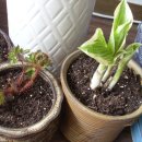 노은초등학교 이미지