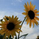 해바라기 이미지