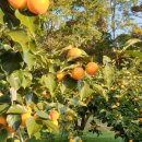 지리산해달원 이미지