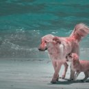 다Dog다Dog 이미지