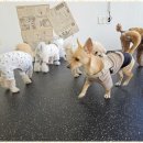 소소하개 이미지