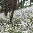 정읍 칠보 산내면 만경대 구절초 테마 공원 이미지