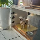 용현애견방 이미지