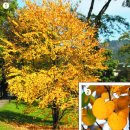 달콤한 나무 이미지