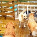 둘리유치원 이미지