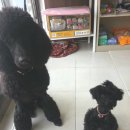 뷰티펫하우스 이미지