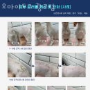 오마이도그 | 이의동 애견샵 오마이도그 광교점 위치.가격.시간.후기