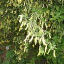 소나무농장 이미지