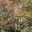 의령 충익사 모과나무 이미지