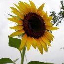 한가한오후 이미지