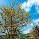 월현천 | 구례 산수유축제, 반곡마을 현천마을 개화상황 축제일정 등 미리 다녀와본 여행정보