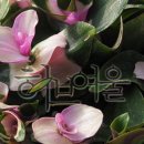 카멜레온유통 쇼핑하우