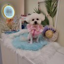 하리스펫 이미지