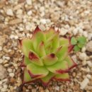 대련SP