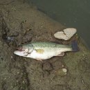 두미르헬스 이미지