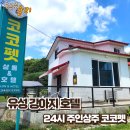 코코펫 | 유성 강아지 호텔, 24시 주인상주 코코펫 이용 후기