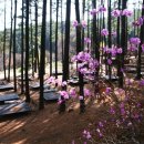 숲속의야영장 이미지