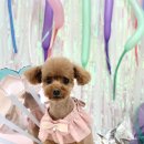 변신하개 이미지