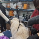 HS빌딩 | [인천애견미용학원] “HS평생교육원 국비애견미용학원” 도전이 늦었다고 느낀 분께 전하고 싶어요 💕🐾