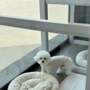 또왕또왕 Dog Salon 네이버블로그