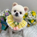 뉴데이 반려견 미용실 이미지