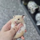 햄스터분양 베이비초롱 이미지