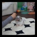 유앤미펫 강아지분양 고양이분양 시흥점 이미지