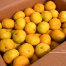 양지청과 이미지