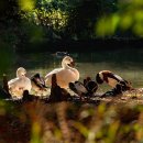 하천수 사용 허가 신고 절차 방법, 환경부의 직무태만 이미지