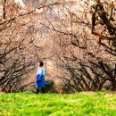 매화 태양광발전소 이미지