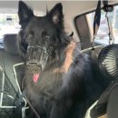 코땅 펫택시 이미지