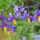 하늘 노래 소리 이미지