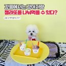영진펫 | 강릉 도깨비젤라또 애견동반 후기 | 주문진 도깨비 촬영지 오션뷰 카페 🐕🍦