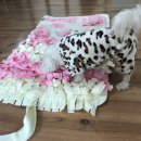 말티즈민박
