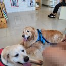 닥터에이스 동물병원 이미지