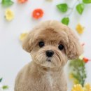 Grooming574 네이버블로그