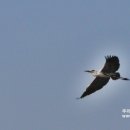 두루미 농원 이미지