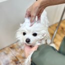 쏘스윗펫살롱 | 강아지도 편안하게 ⟡ 피어프리 인증 그루머가 계신 목동 @땡큐펫살롱 🐻‍❄️𓈒 𓂂𓏸 @목동 포메 미용실 추천 ⟡