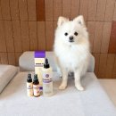 올리브 펫 | 강아지 미스트 샤이닝펫 볼륨 모이스처 보습제 포메라니안 털 후기