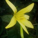 제주각시 이미지