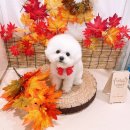 안녕하개 | [ 타미의 미용일기 -3 (2023.9월-2024.5월) with 안녕하개 ]