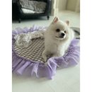 보라애견 이미지