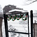 댄싱도그 이미지