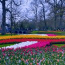 암스테르담 | 네덜란드 튤립 축제 명소 쾨켄호프 가는법 + 후기 (암스테르담 근교 여행 필수 코스)
