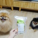 명랑견생 이미지