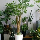 해피트리 이미지